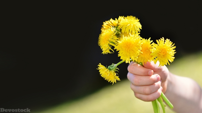 Devostock Nature Hands Gift Flowers Love Kindness Dandelions 4k
