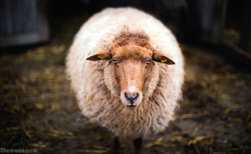 Devostock Nature Sheep Glance Animal 4k