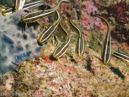 Devostock Nature Under Water Group Fishes Rare 4k