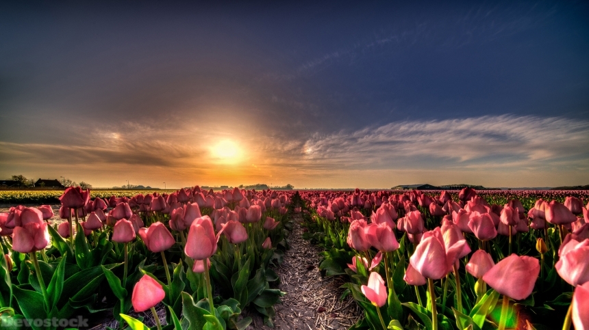 Devostock Netherlands Tulips Fields Sunrises And Sunsets 4K