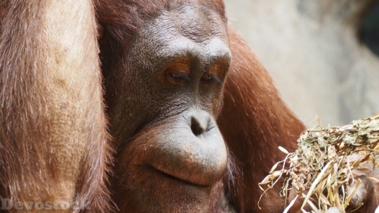 Devostock Orangutan Monkey Ape Primate 0 4K