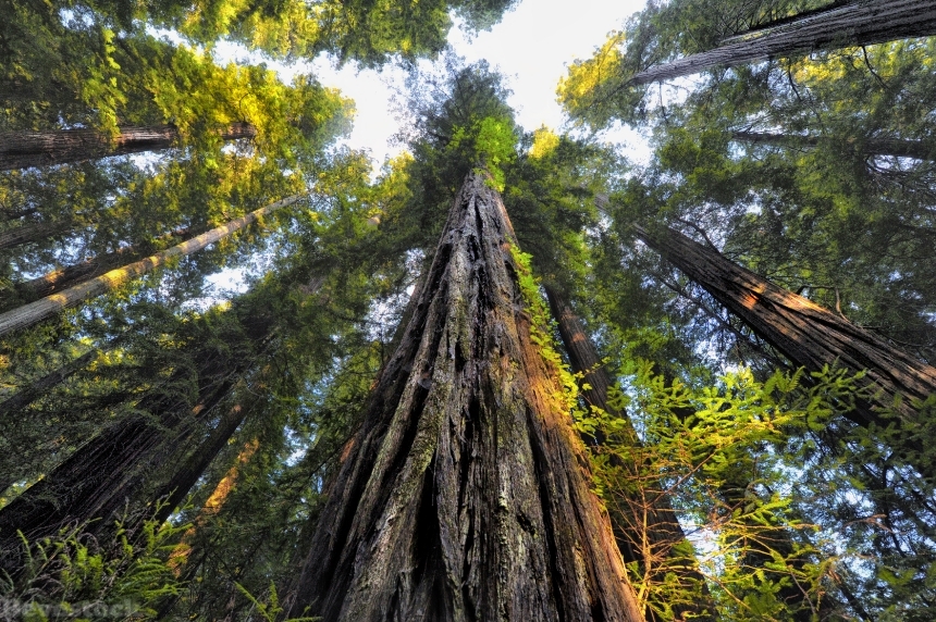 Devostock Trees Redwood National Park 4k