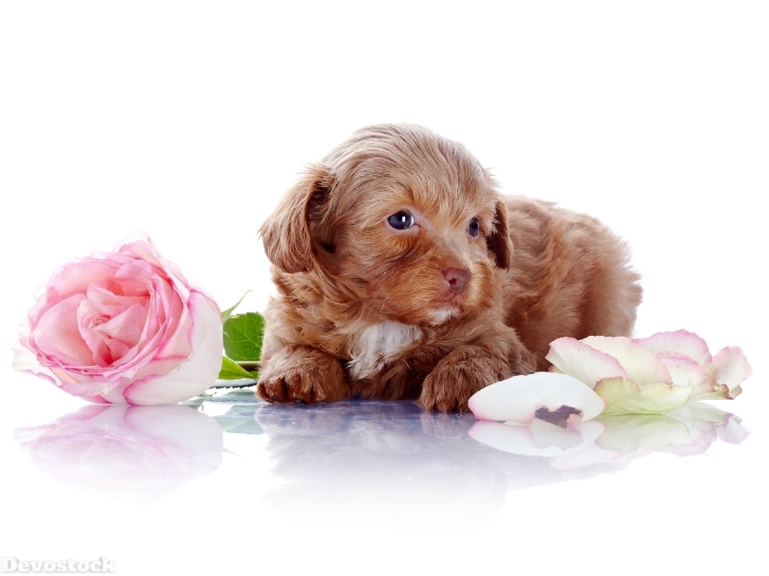 Devostock Puppy with a rose