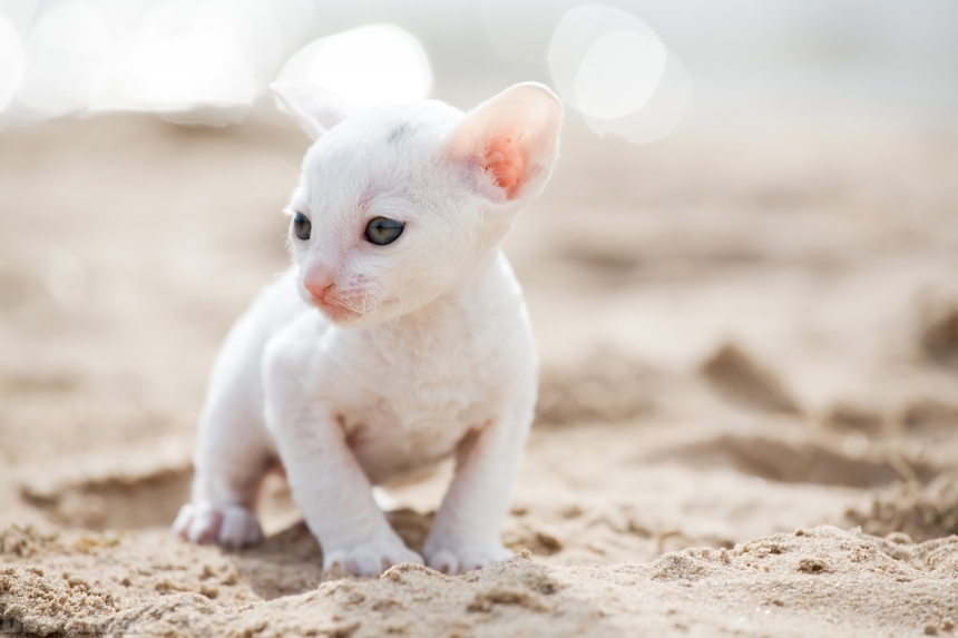 Devostock white kitten