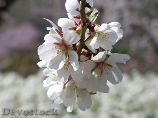 Devostock Almond blossom  (33)