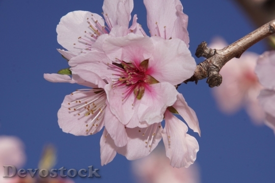 Devostock Almond blossom  (93)