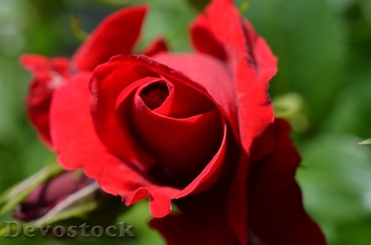 Devostock Beautiful red rose  (23)