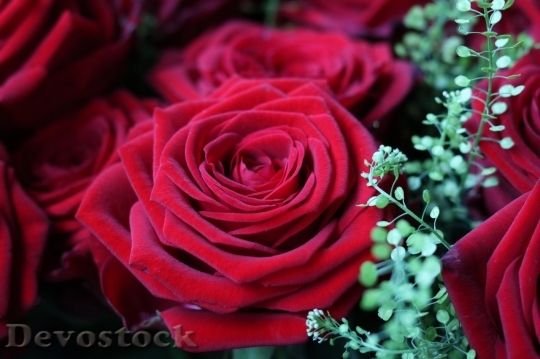 Devostock Beautiful red rose  (60)