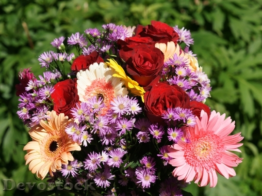Devostock beautifulflowers-dsc01943-wp
