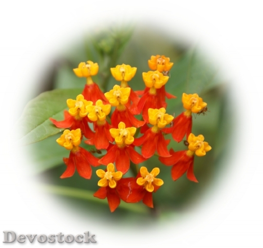 Devostock Beautifultropicalflowersredyellowphoto-dsc01335-a1-1680