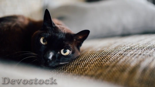 Devostock Black cute cat laying down