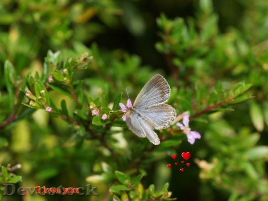 Devostock butterfly-love-dsc01288-g1-wp