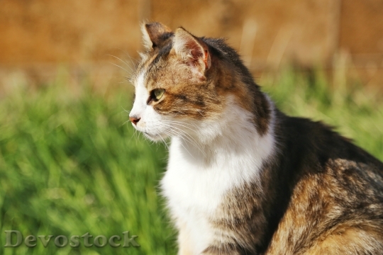 File:Cute cat (1698598876).jpg - Wikipedia