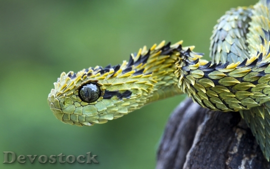 Devostock Dangerous colored snake  (18)