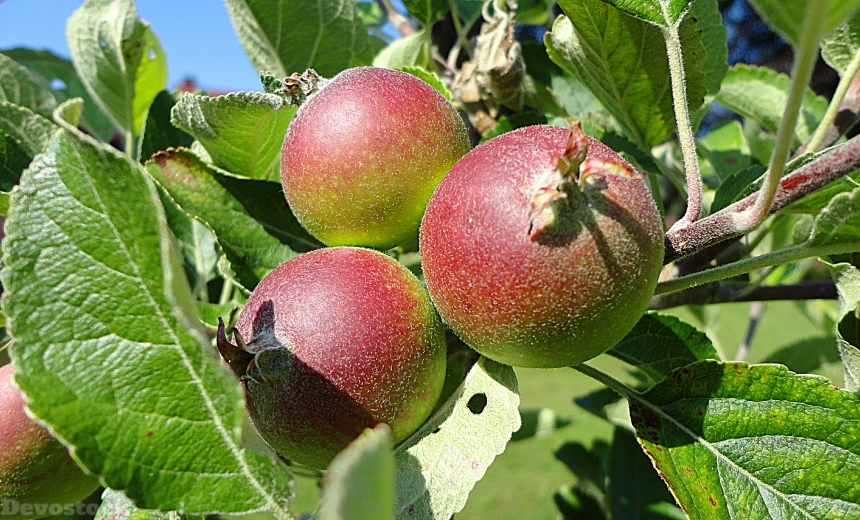 Devostock Apple Fruit Healthy Plant