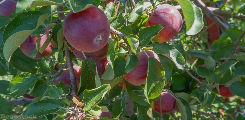 Devostock Apples Fruit Orchard Flavor