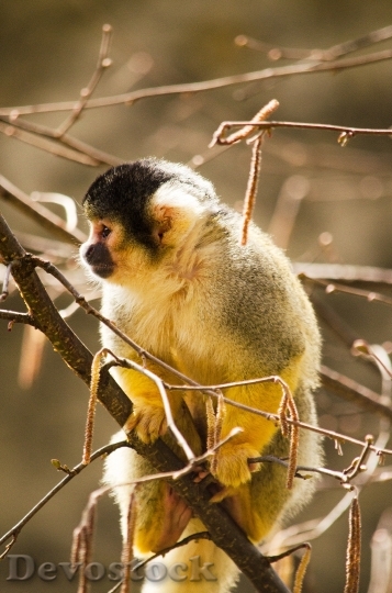 Devostock Squirrel Monkey Monkey Primate
