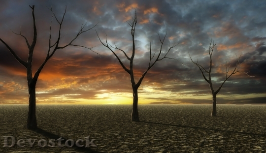 Devostock Sunset Desert Dry Trees