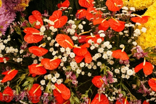 Devostock flowerfestival-dsc02273
