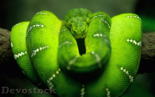 Devostock Rare beautiful green snake  (3)