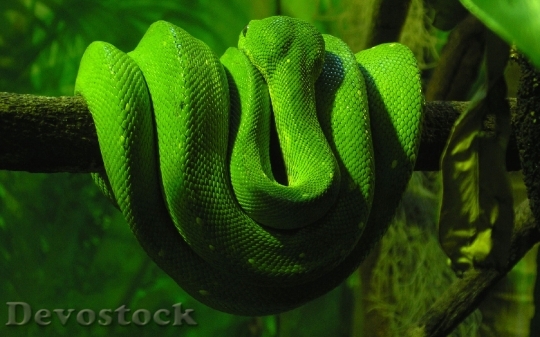 Devostock Rare beautiful green snake  (5)