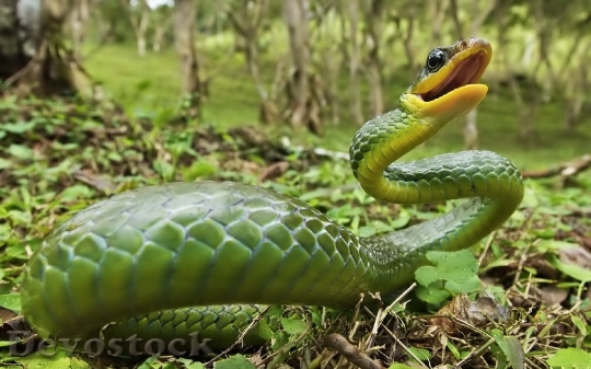 Devostock Rare beautiful green snake  (9)