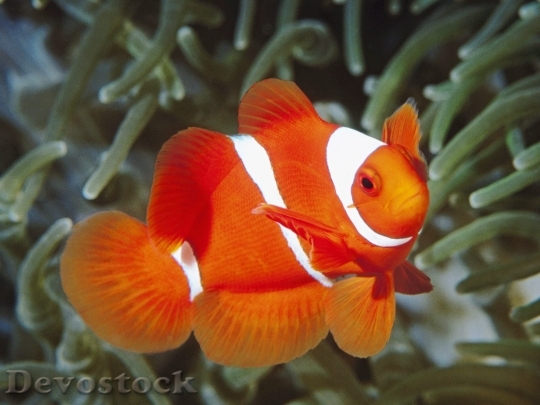 Devostock Sea animal - fish  (15)