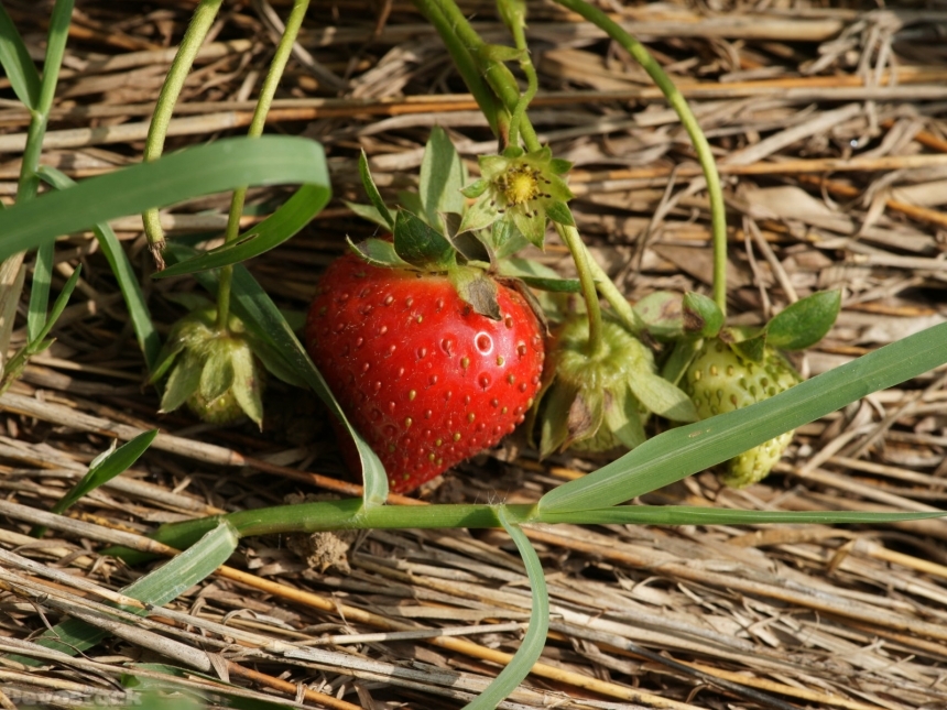 Devostock strawberry-dsc01735-g1-wp