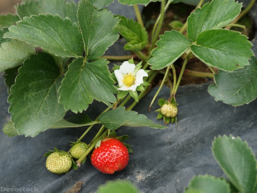 Devostock strawberryplantplastic-dsc01694-g1-wp