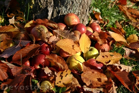 Devostock Apple Orchard Windfall Autumn