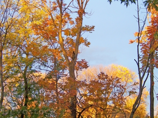 Devostock Autumn Trees Fall Seasons 1