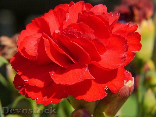 Devostock Carnation Red Flower Blossom