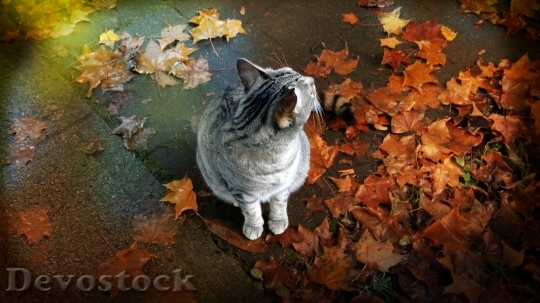 Devostock Cat Leaves Autumn Fall