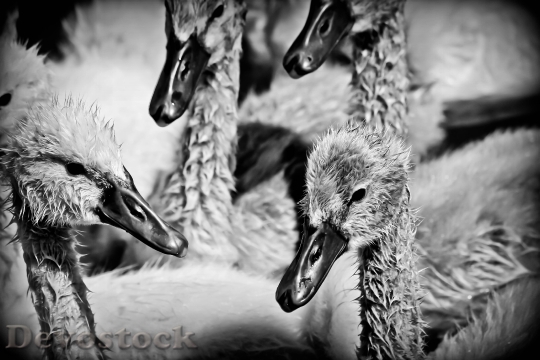 Devostock Ducklings Ducks Bird Pond