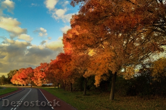 Devostock Fall Autumn Colorful Season