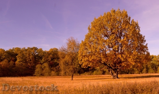 Devostock Fall Colors Fall Leaves