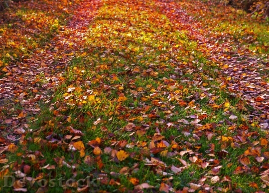Devostock Fall Foliage Golden Autumn