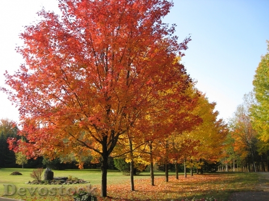 Devostock Fall Leaves Art Autumn