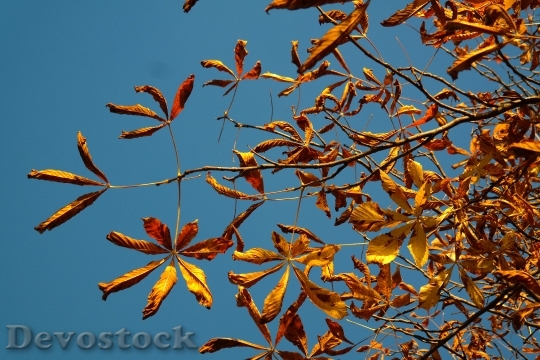 Devostock Fall Leaves Gold Autumn 2