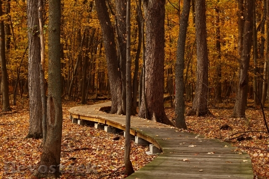 Devostock Fall Leaves Trail Foliage