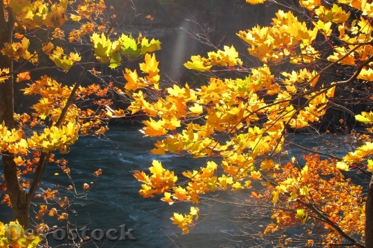 Devostock Fall Nature Autumn Yellow