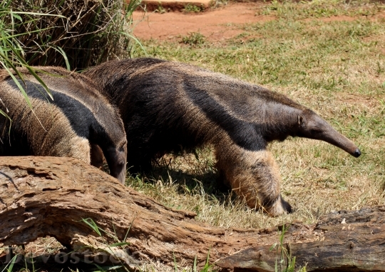 Devostock Flag Anteater Animal Wild 0
