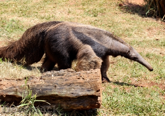 Devostock Flag Anteater Animal Wild