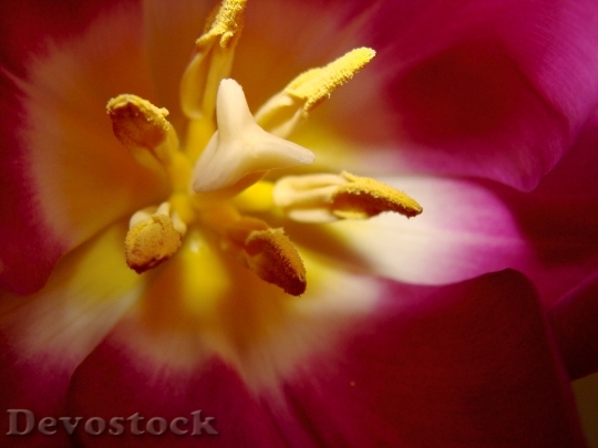 Devostock Flower Tulip Red Tender