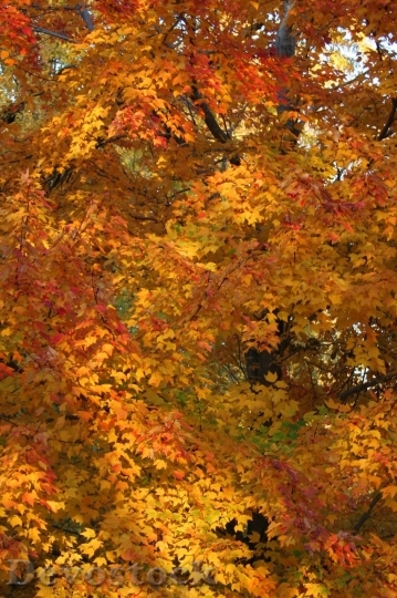 Devostock Foliage Autumn Leaves Trees