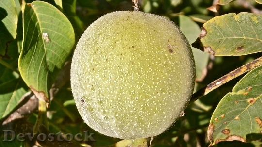 Devostock Fruit Nuts Walnut Tree