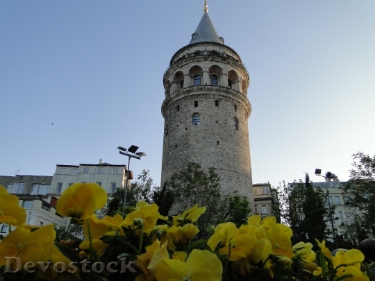Devostock Galata Tower Istanbul Tulips