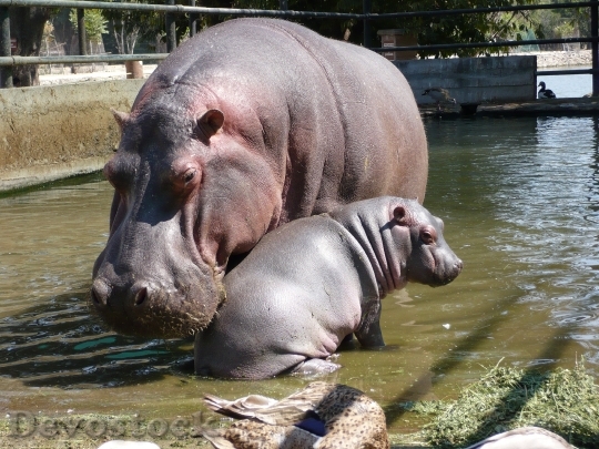 Devostock Hippos Fauna Family Mother