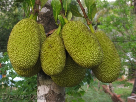 Devostock Jackfruit Fruit Food 452532