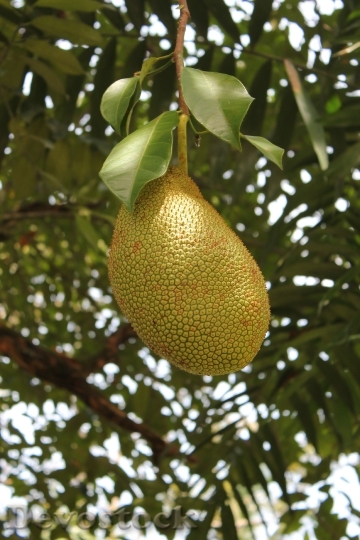Devostock Jackfruit Fruit Fresh Plant